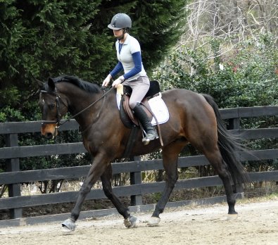 Horse For Sale - Era of Chanago - February 16, 2008