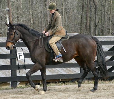 Era of Chanago a Thoroughbred for sale at Bits & Bytes Farm