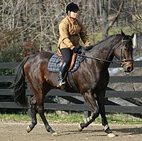 Era of Chanago a Thoroughbred for sale at Bits & Bytes Farm