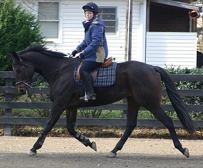 Era of Chanago a Thoroughbred for sale at Bits & Bytes Farm