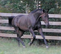 Era of Chanago - Thoroughbred horses for sale at Bits & Bytes Farm