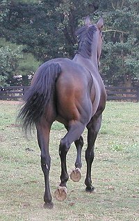 era of Chanago- Thoroughbredhorses for sale at Bits & Bytes Farm
