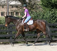 Thoroughbred Horse For Sale - Era of Chanago with Kelly Adams. March 22, 2008