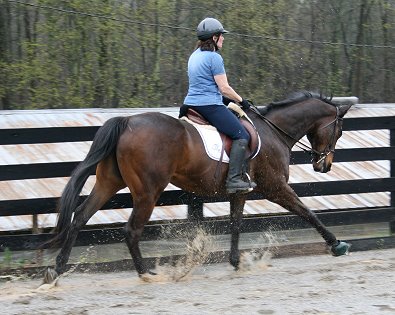 Thoroughbred Horse For Sale - Era of Chanago  with visitor Holly Light from Chicago. April 5, 2008
