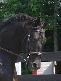 Charlie is an unraced six year old 15.2 hand gelding.