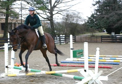 Chouette Player learning to trot over ground rails to a cross rail.