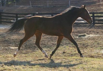 Classic Casey is a Thoroughbred horse for sale at Bits & Bytes Farm - December 21, 2005