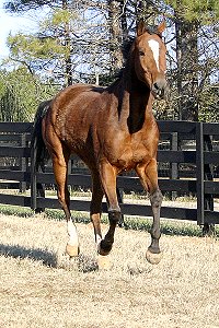 Classic Casey is a bay Thoroughbred horse for sale.