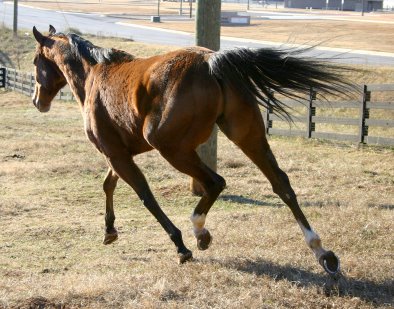 Classic Casey is a Thoroughbred gelding for sale at Bits & Bytes Farm.