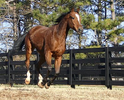 Classic Casey is a Thoroughbred horse for sale at Bits & Bytes Farm - December 21, 2005