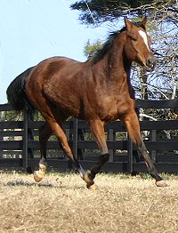 Classic Casey is a bay Thoroughbred horse for sale.