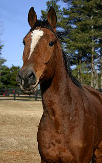 Classic Casey is a Thoroughbred gelding for sale at Bits & Bytes Farm.