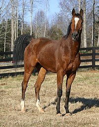Classic Casey is a bay Thoroughbred horse for sale.