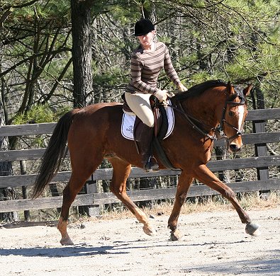 Horse for sale at Bits & Btes Farm -Classic Casey and Alix Nadi - Feb. 9, 2008