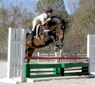 Event horse for sale