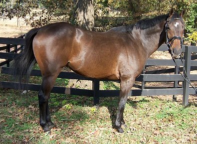 Zeb Fry - Horses for sale - Dakota