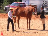 Jess enjoys showing Our Boy Darcy in all kinds of classes. 