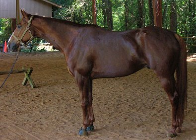 Our Boy Darcy - August 2005