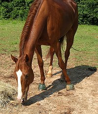 Our Boy Darcy gets lots of turn out.