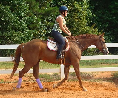 Former Thoroughbred race horse Our Boy Darcy in the summer of 2007 