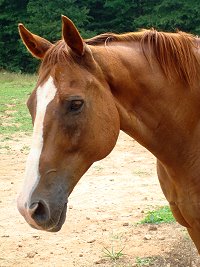 OTTB - Our Boy Darcy summer 2007