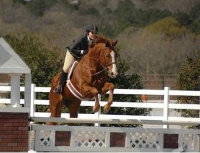 Former Thoroughbred race horse Our Boy Darcy in the summer of 2007 