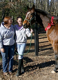 El Armstrong is a solidly built horse with a quiet easy temperment.