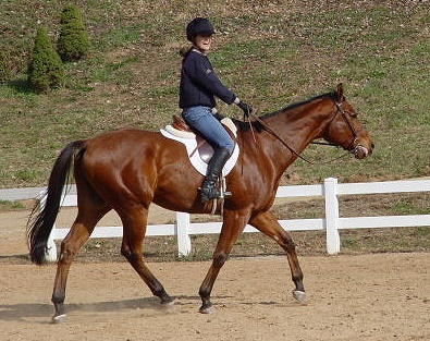 OTTB Fame For a Day enjoys going to hunter paces with his mom Gloria Coleman.