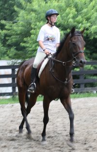 six year old bay thorobred gelding for sale.
