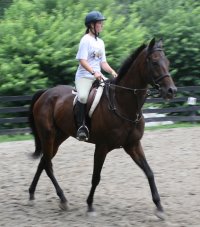 bay thoroughbred gelding for sale.