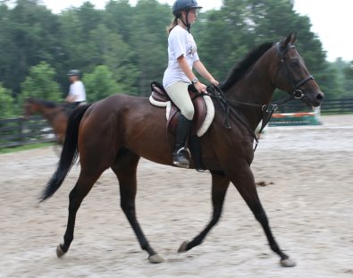 Finders Chance is a thoroughbred gelding for sale.