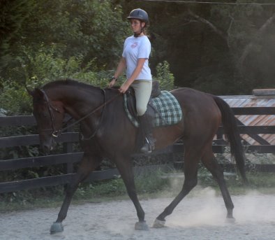 Finders Chance - thoroughbred gelding for sale.