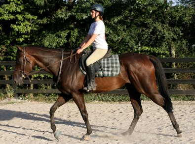 beautiful thoroughbred horse for sale.