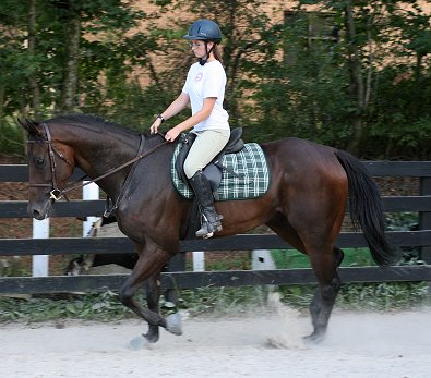 Finders Chance is now at Bits & Bytes Farm for sale.