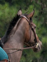 Finder's Chance is a Thoroughbred horse for sale at our farm.