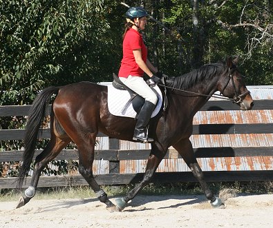 Bits & Bytes Farm Horse For Sale - Finder's Chance and Missy Miller. October 28, 2007 