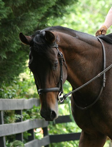 Finder's Chance is a very kind horse.