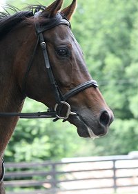 Finder's Chance -June 1, 2008 