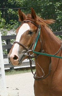 Warmblood horse for sale - Firefly - July 2004