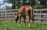 Firefly - horses for sale