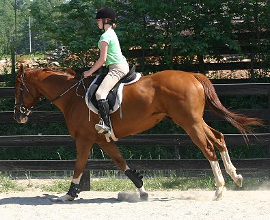 Thoroughbred Horse for Sale - Freddie White Shoes