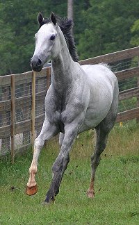 Grayboo - Thoroughbred horse for sale