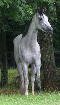 Grayboo - Thoroughbred horse for sale