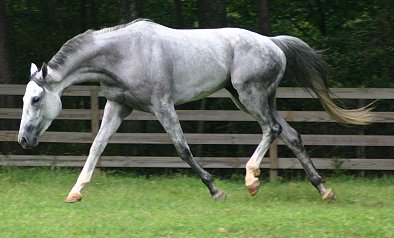 Grayboo is five years old