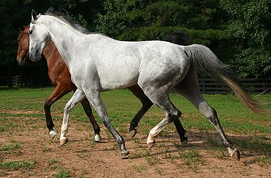 Joe Kelly's Tune and Grayboo at Bits & Bytes Farm