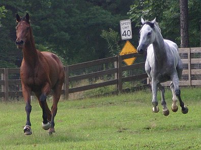 Joe Kelly's Tune and Grayboo at Bits & Bytes Farm