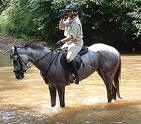 Grayboo - Thoroughbred horses for sale at Bits & Bytes Farm