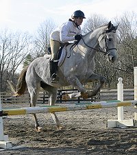 Grayboo - Thoroughbred horses for sale at Bits & Bytes Farm