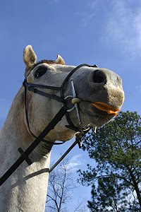 Grayboo - Got carrots?