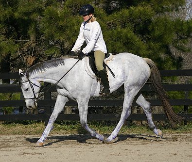 Thoroughbred horses for sale at Bits & Bytes Farm - Grayboo - February 6, 2005